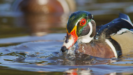 PBS Nature - An Original DUCKumentary (2012)