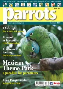 Parrots - February 2020