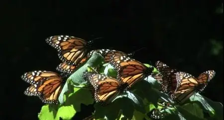 Metamorphosis: The Beauty and Design of Butterflies (2012)