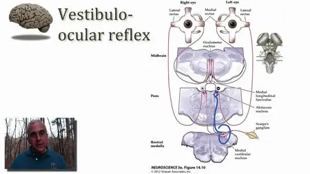 Coursera - Medical Neuroscience (2015)