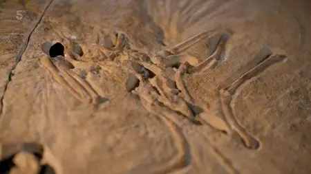 CH.5 - Natural History Museum World of Wonder: Series 1 Part 1 (2020)