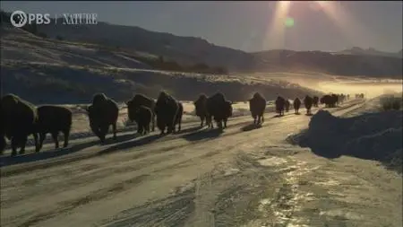 PBS - Sights and Sounds: An Hour in Yellowstone (2020)