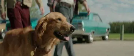 Mes vies de chien / A Dog's Purpose (2017)