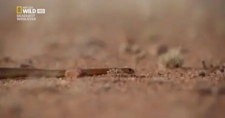 National Geographic - Cobra Mafia (2015)