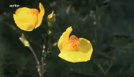(Arte) La force cachée des plantes (2011)