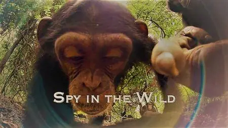 BBC - Spy in the Wild: Series 1 (2017)
