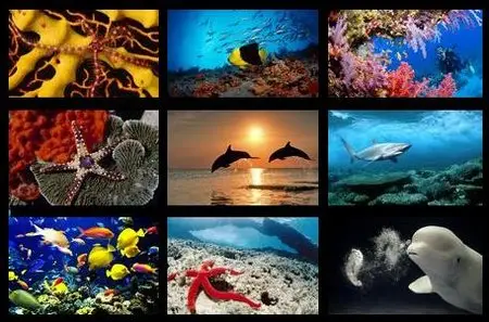 Webshots Wallpapers Thematic - Ocean Life