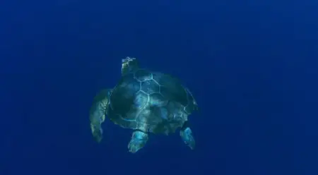 Turtle: The Incredible Journey (2009)