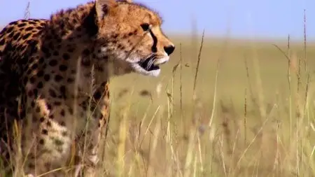 BBC - The Hunt (2015)