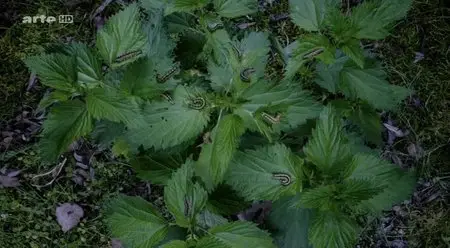 (Arte) Merveilleux jardin (2014)