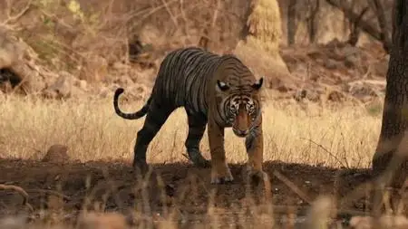 PBS - NOVA: Animal Espionage (2019)