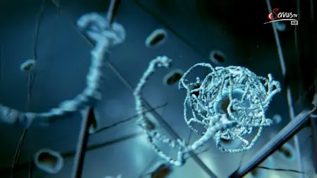 Our Secret Universe: The Hidden Life of the Cell (2012)