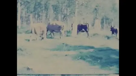 The Gullspang Miracle (2023)