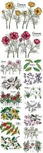 Flower Leaf Drawing Illustration Set