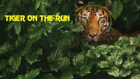 National Geographic - Tiger on the Run (2016)