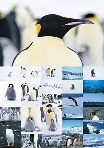 Penguins