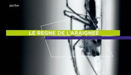 (Arte) Le règne de l'araignée (2012)