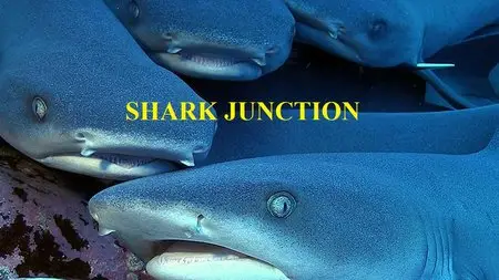 National Geographic - Wild: Shark Junction (2015)