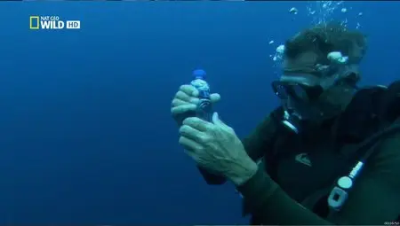 National Geographic Wild - Catching Giants (2012)
