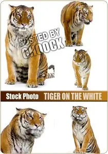 Tiger on the white - Stock Photo