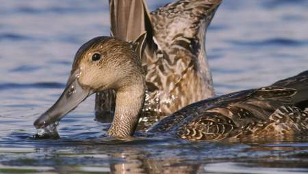 PBS Nature - An Original DUCKumentary (2012)