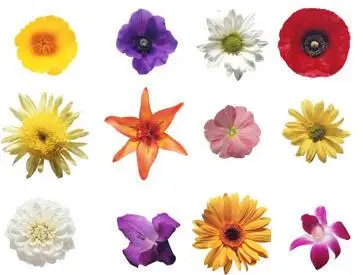 Photodisc Object Series 013 - Just Flowers