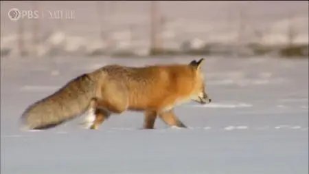 PBS - Sights and Sounds: An Hour in Yellowstone (2020)