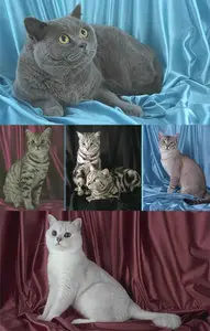 Beautiful cats