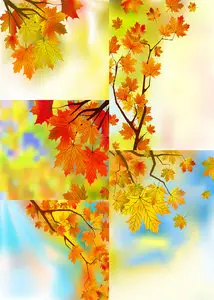 Beautiful Maple Leaf Background