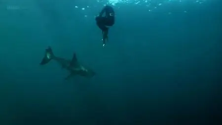 BBC - Natural World: Great White Shark - A Living Legend (2009)