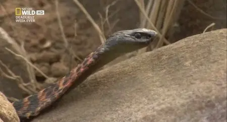 National Geographic - Cobra Mafia (2015)