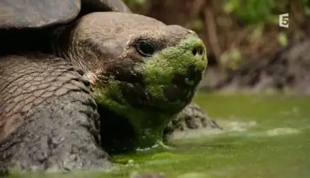 (Fr5) Des îles et des hommes : Les îles Galápagos (2011)