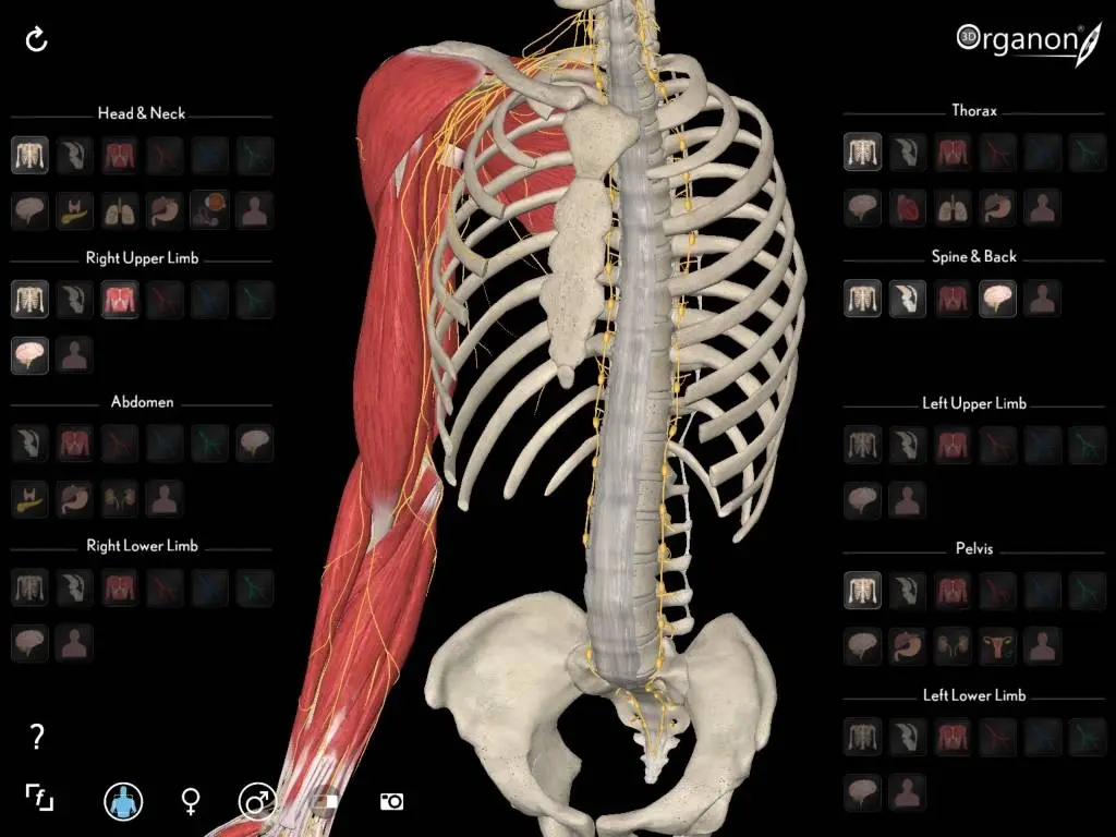 Анатомия 3. Анатомический атлас 3д скелет. 3d Organon.