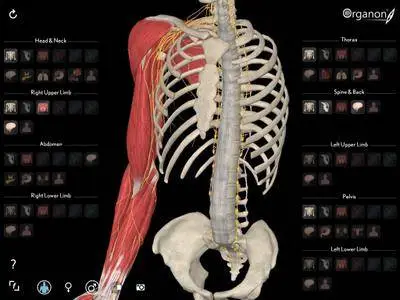 3D Organon Anatomy iSO