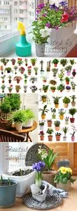 Stock Photo - Houseplants