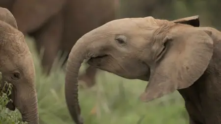 A Life Among Elephants (2024)