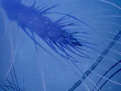 Fantasia (1940)