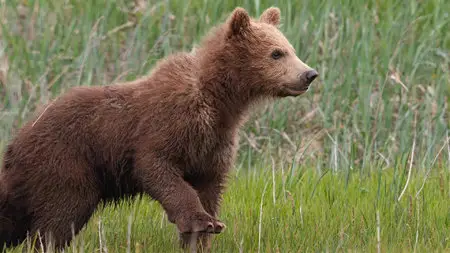 Bears (2014)