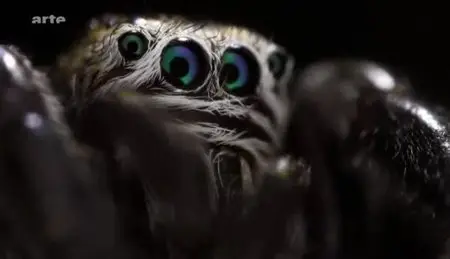 (Arte) Le règne de l'araignée (2012)