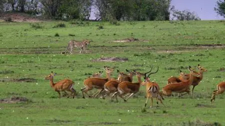 Big Cats S01E07