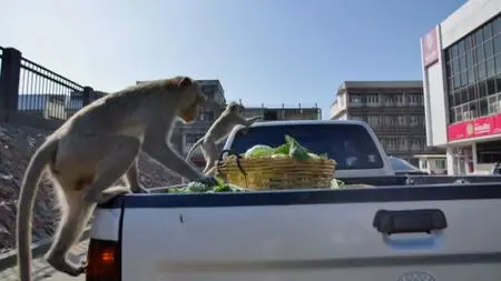 BBC Cities - Nature's New Wild: Outcasts (2018)