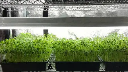 Power Hour Learn to grow Microgreens & Pea Shoots