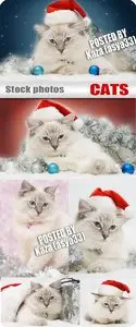 New Year cat 2