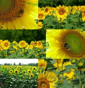Sunflowers