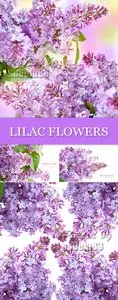 Stock Photo - Lilac Flowers 3