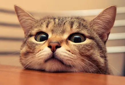 Wallpapers Cats (part-01)