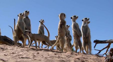 Meerkat Manor: The Story Begins (2008)