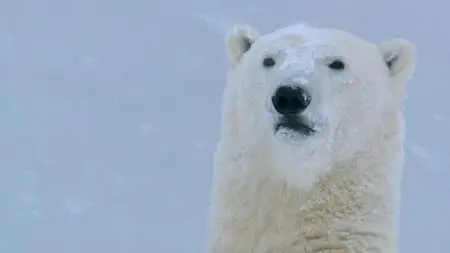 BBC - Snow Animals (2019)