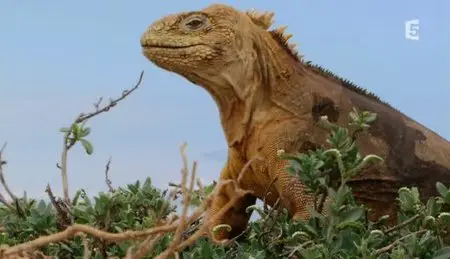 (Fr5) Des îles et des hommes : Les îles Galápagos (2011)