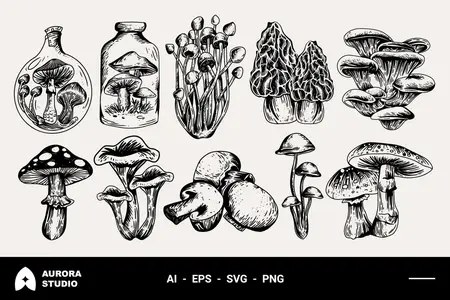 EE - Mushroom Hand Drawn Vintage Illustration UBKENFH